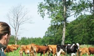 LICENCE PRO Conseil, valorisation et commercialisation des animaux d’élevage